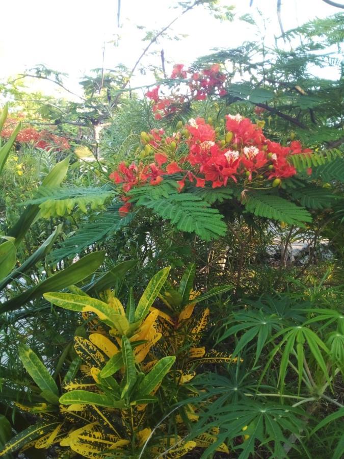 The Dream Garden