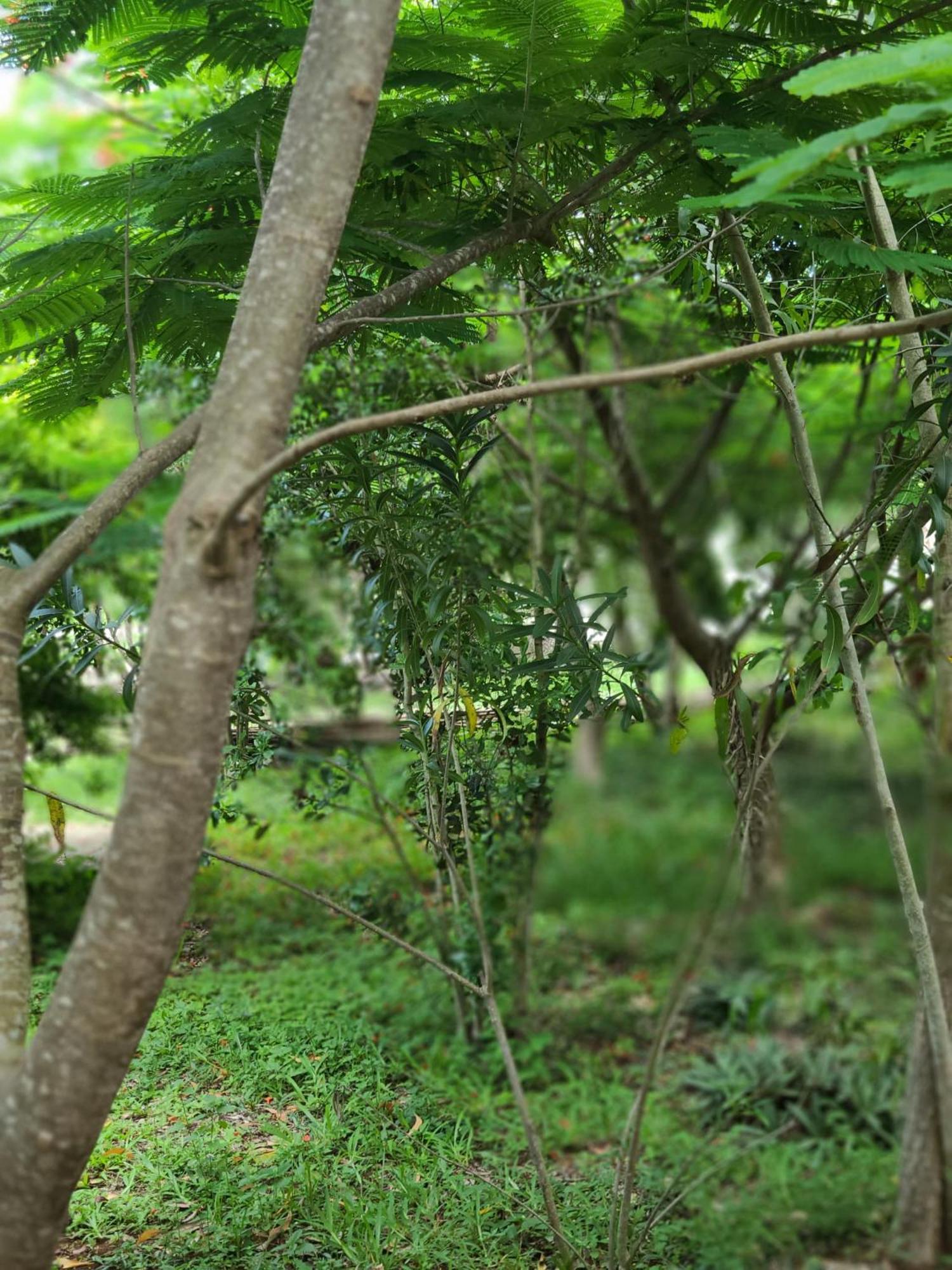 The Dream Garden *